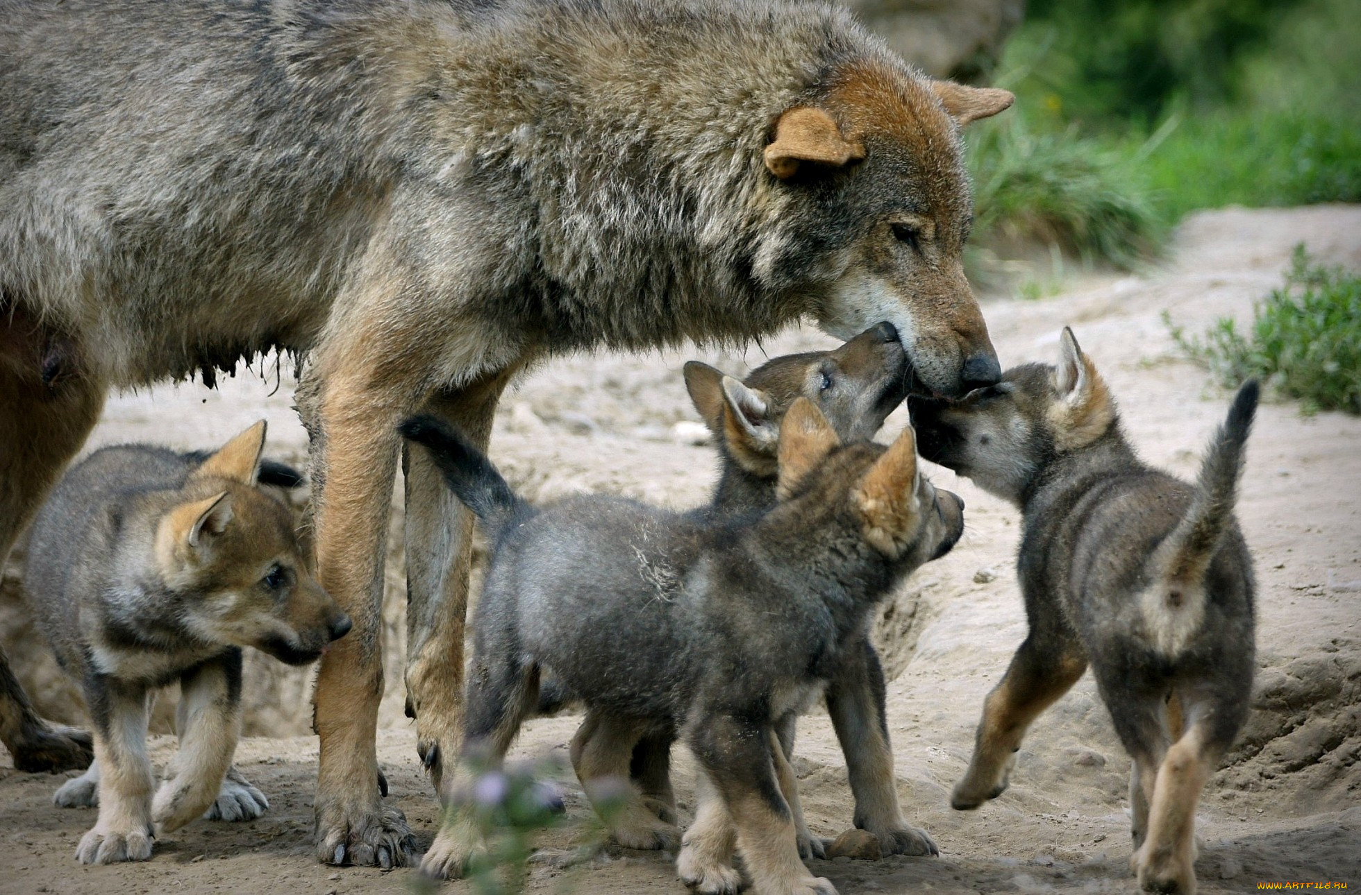 Родина дружелюбного волка. Волк волчица и Волчонок. Волк с волчатами. Волк волчица Волчонок семья. Волчица с волчатами.